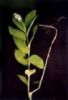 Smilacina Dahurica Extract(Jesslie@Snowlotusbiotech.Com)
